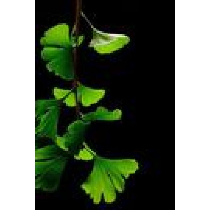 Gingko Biloba Leaf - Country Park Herbs for Horses and Livestock