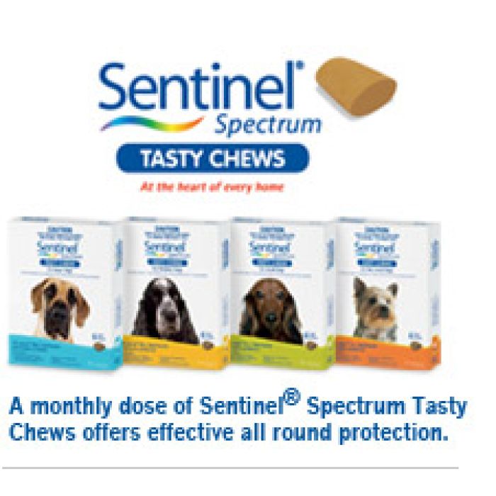 Heart Worming, flea and intestinal worm Medication for Dogs - Sentinal Spectrum