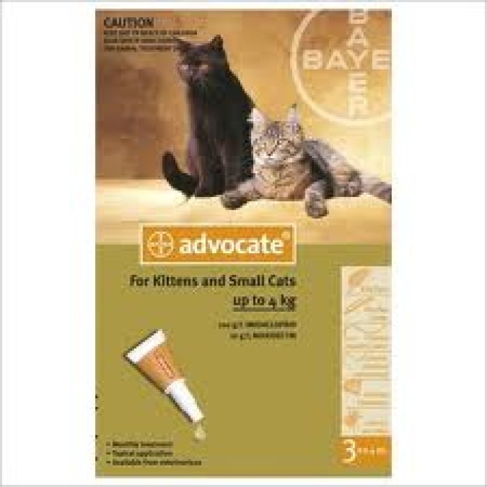 Advocate for Kittens and Small Cats 