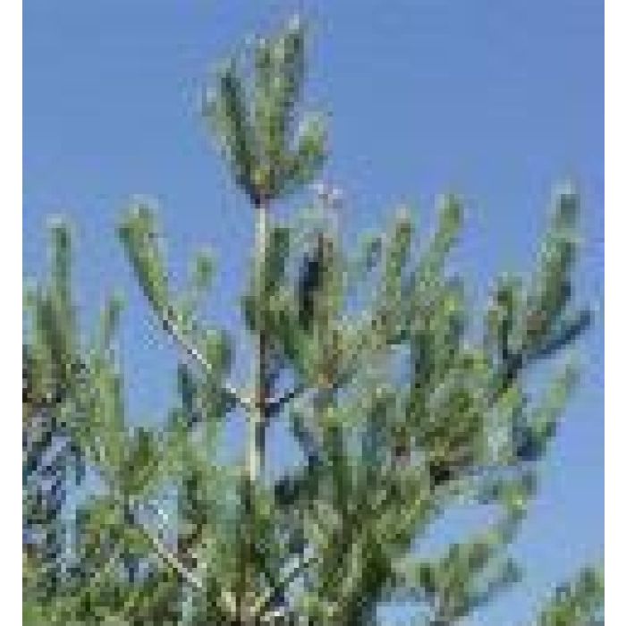 Cedarwood Essential Oil 12mL