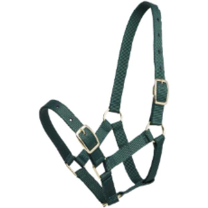 Foal Halter Gymkhana