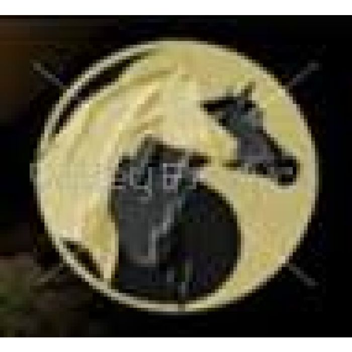 Mullein by Country Park