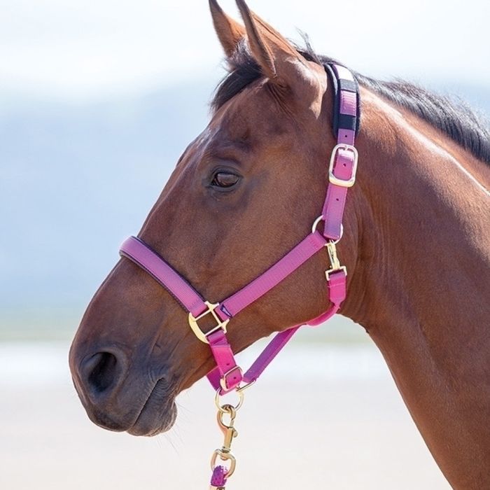 Shires Topaz Nylon Halter - Raspberry
