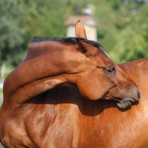Pre and Pro-Biotics for Horses